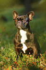 sitting French Bulldog