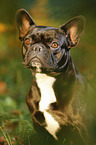 French Bulldog Portrait