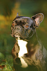 French Bulldog Portrait