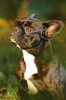 French Bulldog Portrait