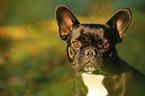 French Bulldog Portrait