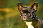 French Bulldog Portrait