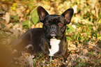 lying French Bulldog