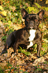 sitting French Bulldog