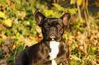 French Bulldog Portrait