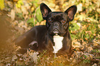 lying French Bulldog