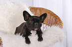 lying French Bulldog