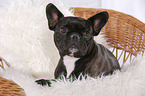 lying French Bulldog