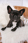 lying French Bulldog