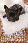 lying French Bulldog