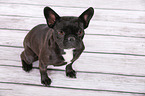 sitting French Bulldog