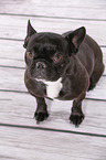 sitting French Bulldog