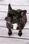 sitting French Bulldog