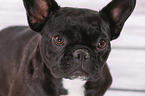 French Bulldog Portrait