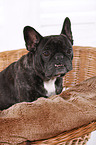 sitting French Bulldog