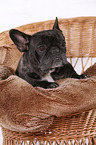 lying French Bulldog