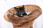 lying French Bulldog