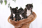 3 French Bulldogs