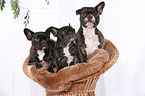 3 French Bulldogs