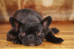 lying French Bulldog