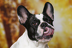 French Bulldog Portrait