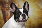 French Bulldog Portrait