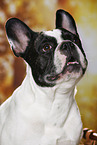 French Bulldog Portrait