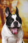 French Bulldog Portrait