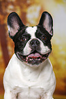 French Bulldog Portrait