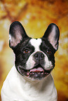 French Bulldog Portrait