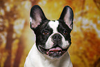 French Bulldog Portrait