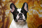 French Bulldog Portrait