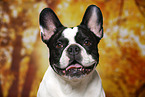 French Bulldog Portrait