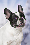 French Bulldog Portrait