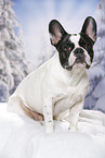 sitting French Bulldog