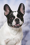 French Bulldog Portrait