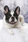 lying French Bulldog