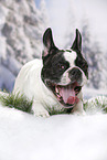 lying French Bulldog