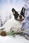 sitting French Bulldog