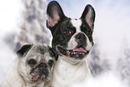 Pug and French Bulldog