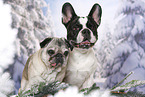 Pug and French Bulldog