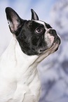 French Bulldog Portrait