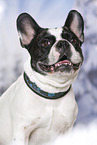 French Bulldog Portrait