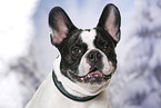 French Bulldog Portrait