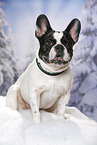 sitting French Bulldog