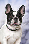 French Bulldog Portrait