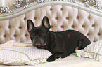 lying French Bulldog