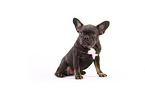 sitting French Bulldog