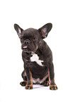 sitting French Bulldog