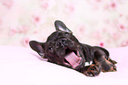 lying French Bulldog